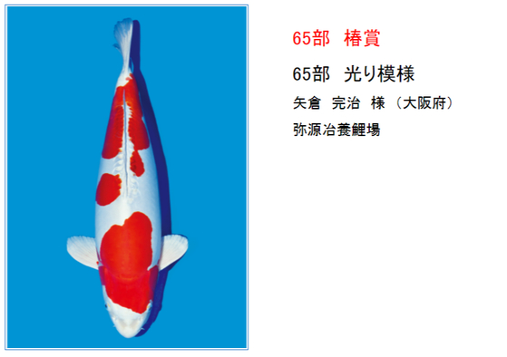 矢倉完治さんの錦鯉入…