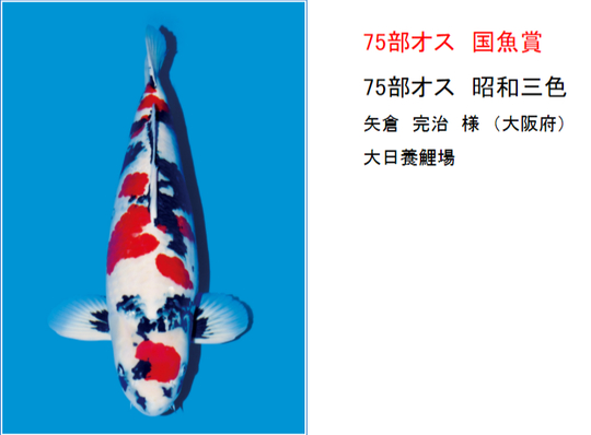 矢倉完治さんの錦鯉入…