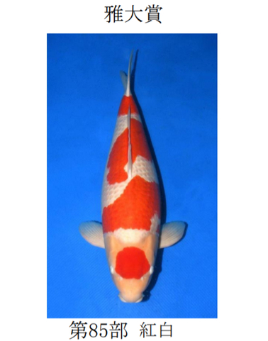 矢倉完治さんの錦鯉入…