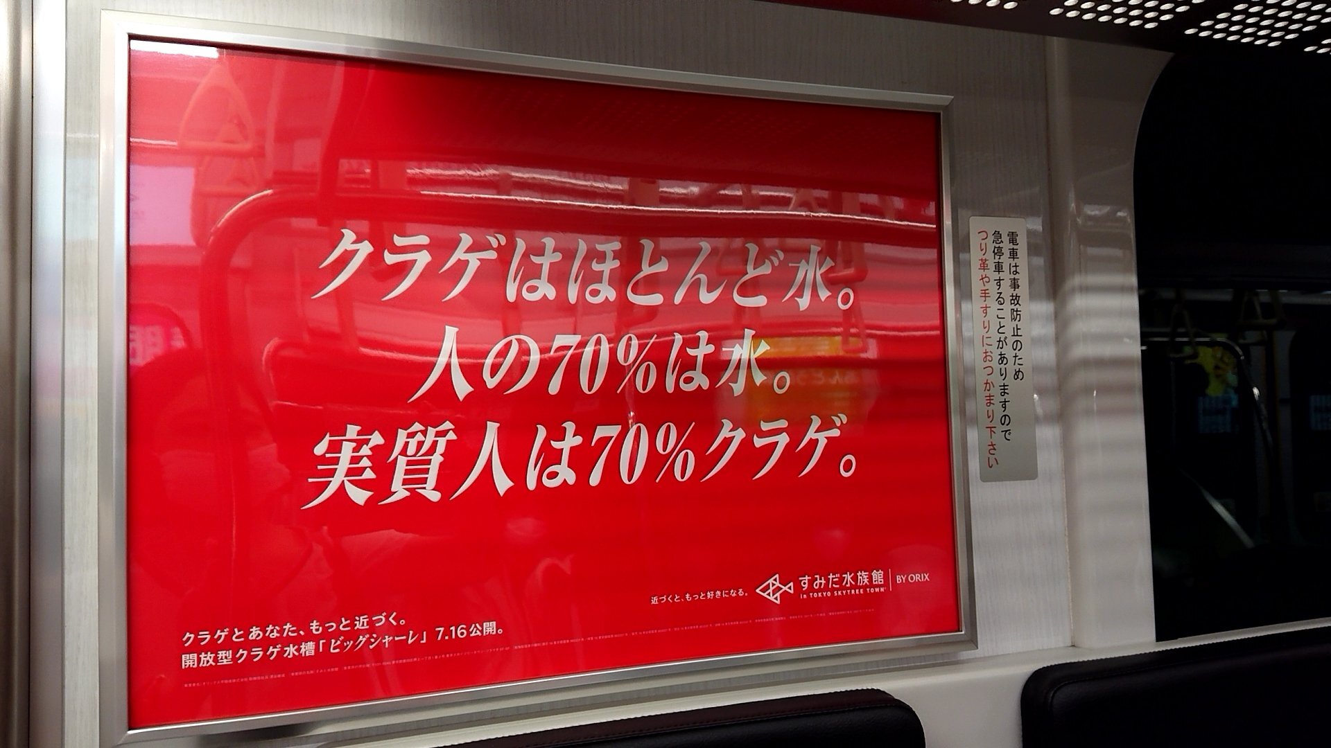 クラゲ過激派(赤)①