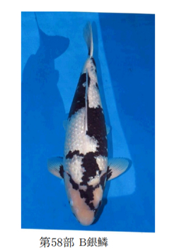 矢倉完治さんの錦鯉入…