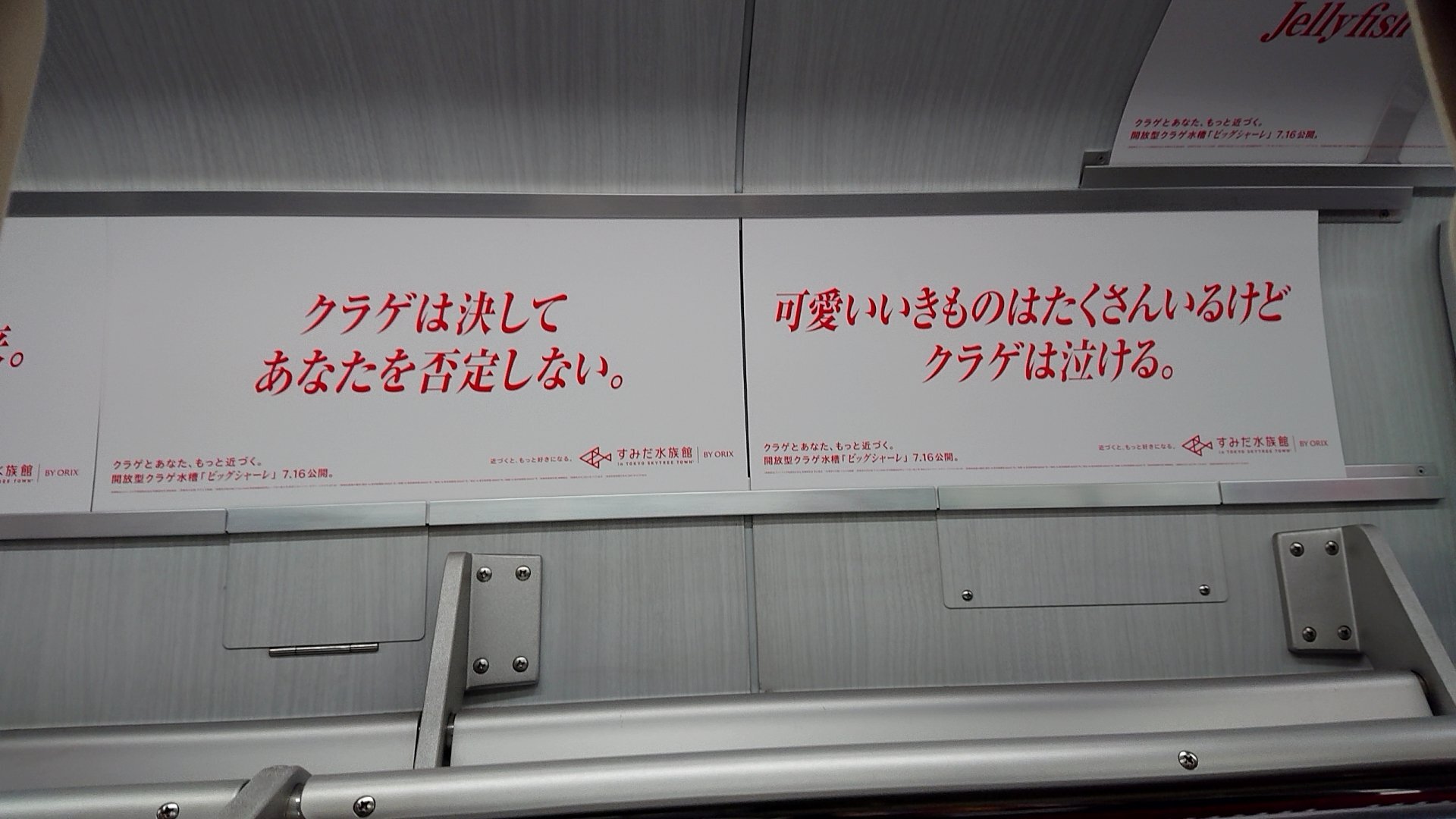 クラゲ過激派(赤)④