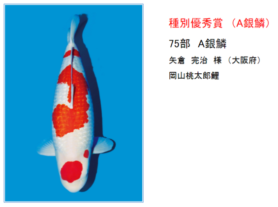 矢倉完治さんの錦鯉入…