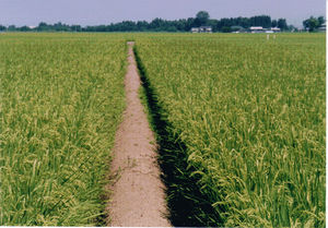 ネット民の結婚に至る…