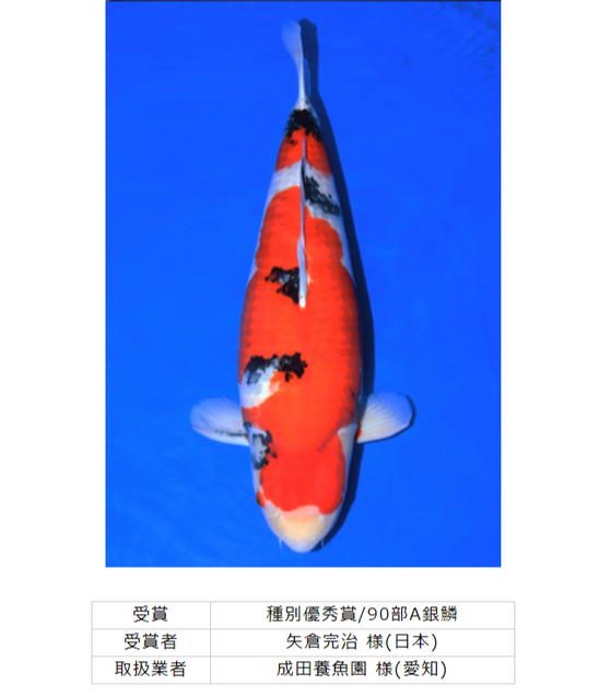 矢倉完治さんの錦鯉入…