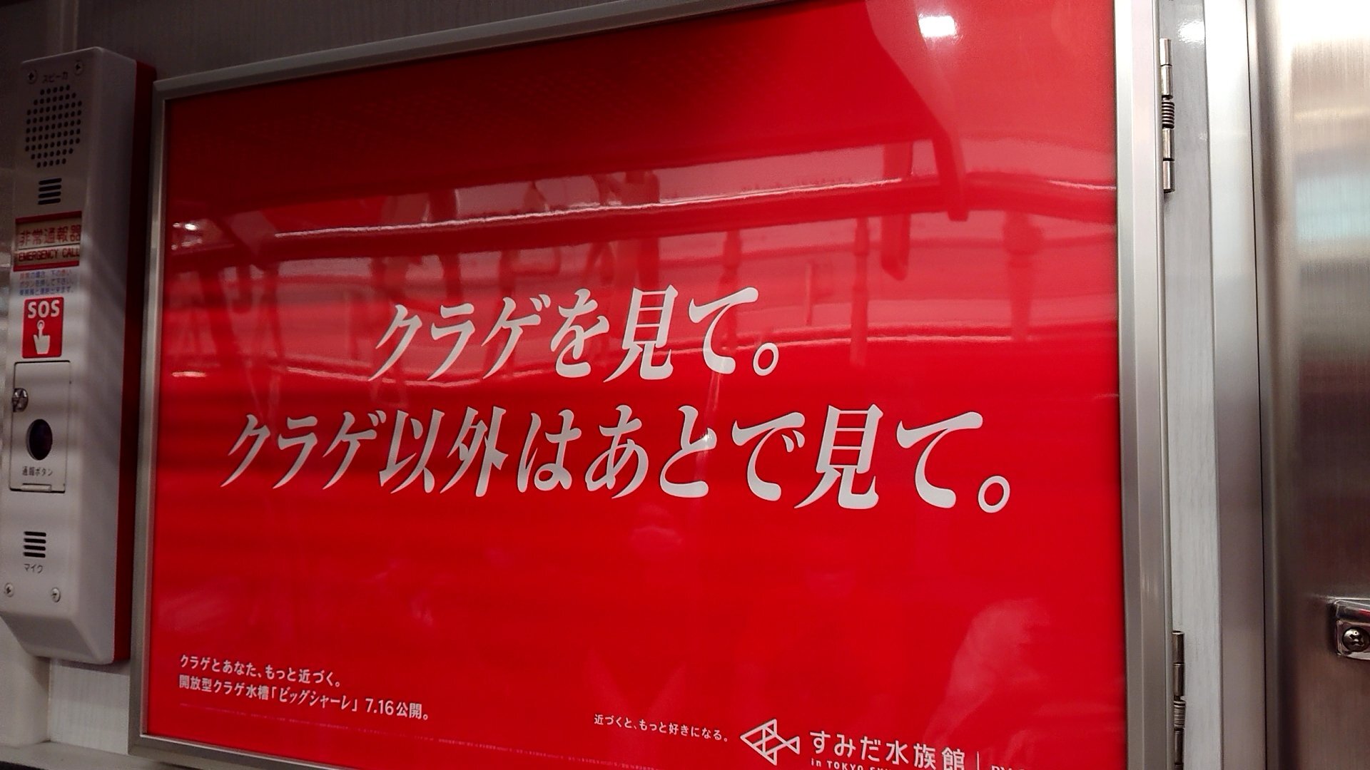 クラゲ過激派(赤)③