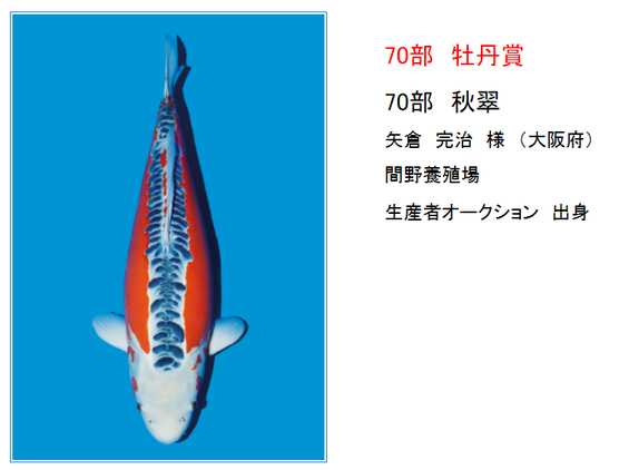 矢倉完治さんの錦鯉入…