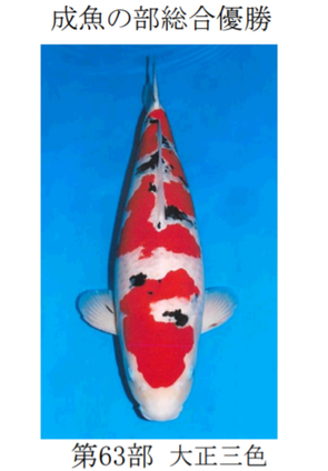 矢倉完治さんの錦鯉入…