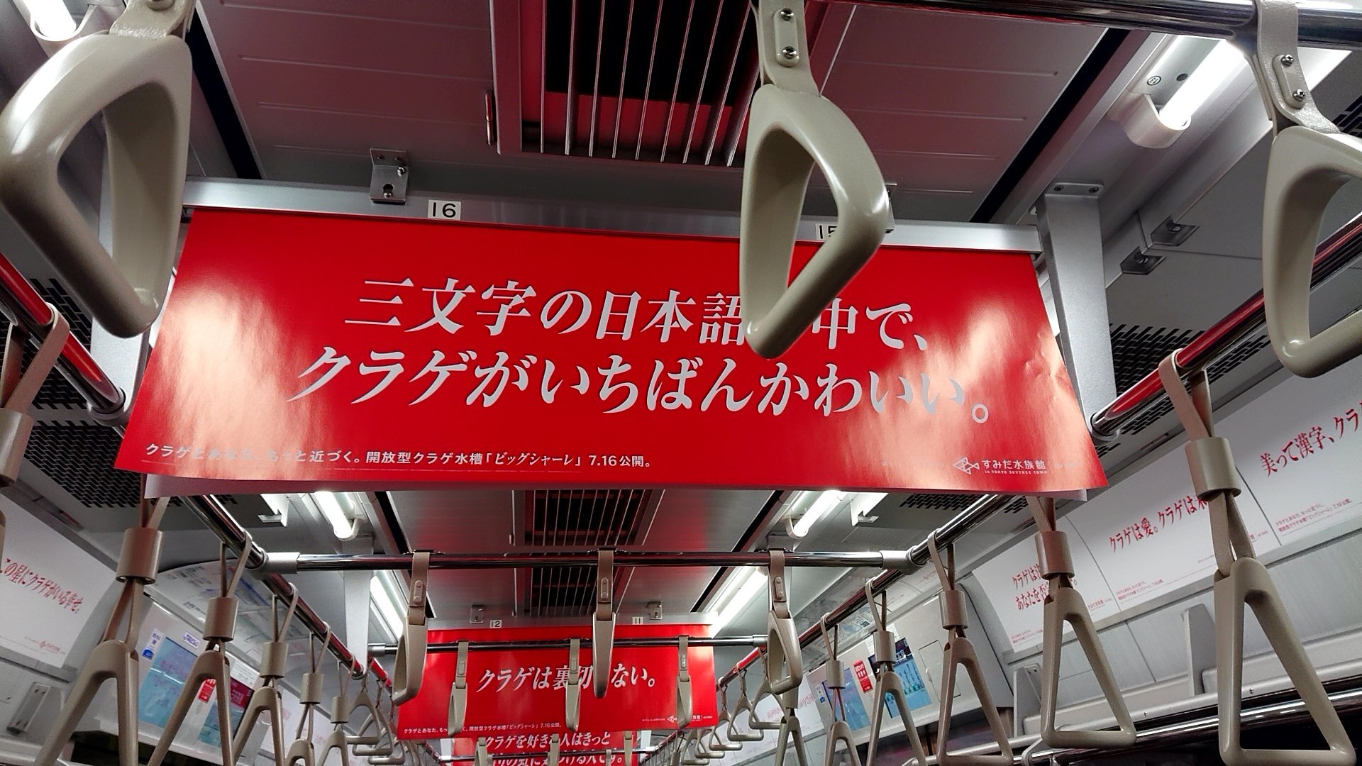 クラゲ過激派(赤)②